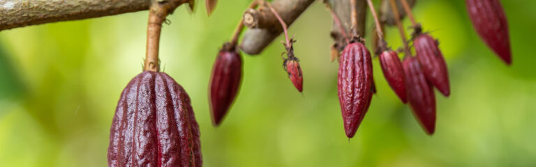 Cacaueiro (Theobroma cacao). Vagens de cacau orgânico brotam na natureza.
