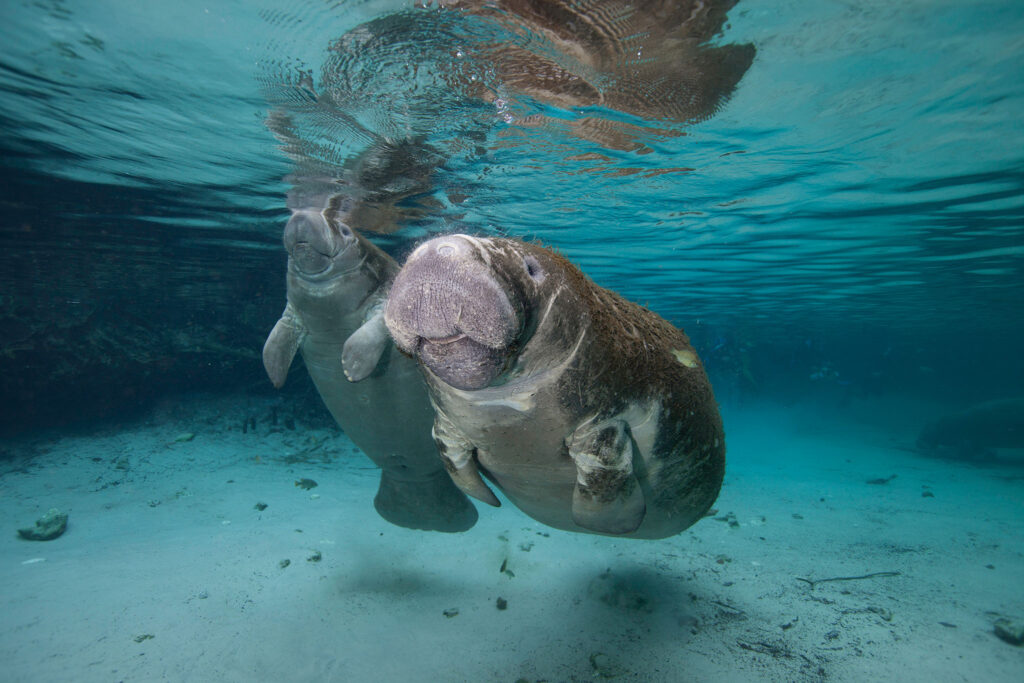 Zwei Seekühe atmen an der Oberfläche in einer blauen Quelle in Florida.