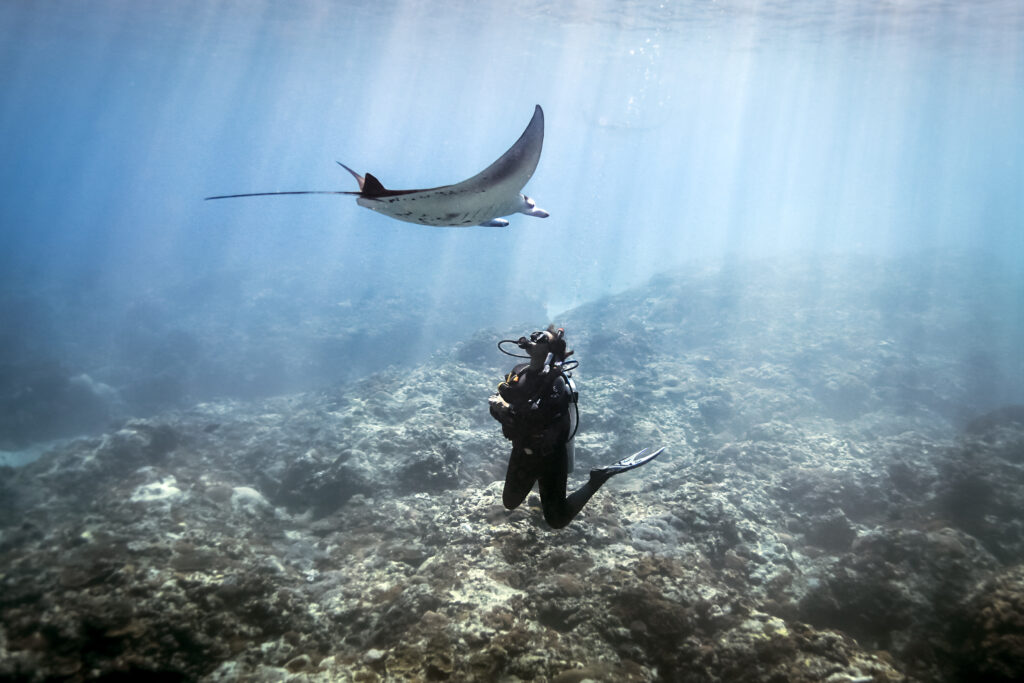 A Manta Ray (Manta alfredi) swimming over a scuba diver , Bali, Indonesia