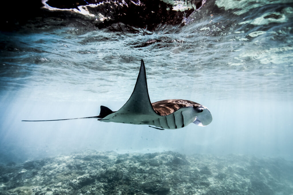 A Manta Ray (Manta alfredi) swimming over coral reef , Bali, Indonesia